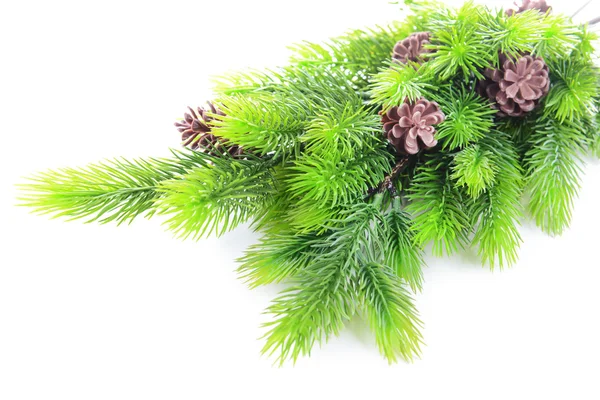 Christmas tree branch geïsoleerd op wit — Stockfoto