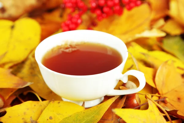 Чашка горячего напитка, на фоне желтых листьев — стоковое фото