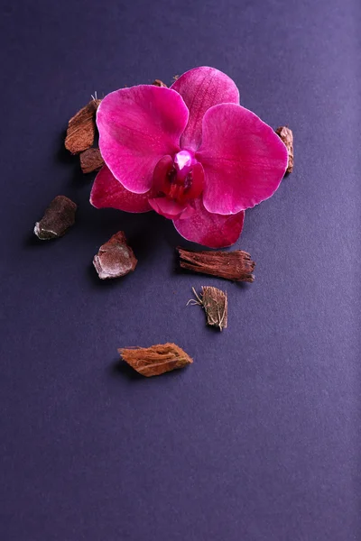 Piękny kwiat kwitnący storczyk na czarnym tle — Zdjęcie stockowe