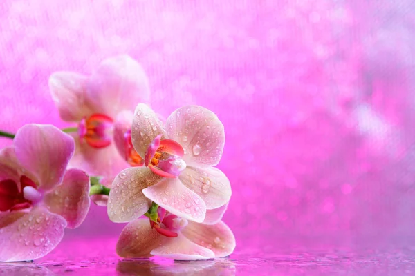 Schöne blühende Orchidee mit Wassertropfen auf hellem Hintergrund — Stockfoto