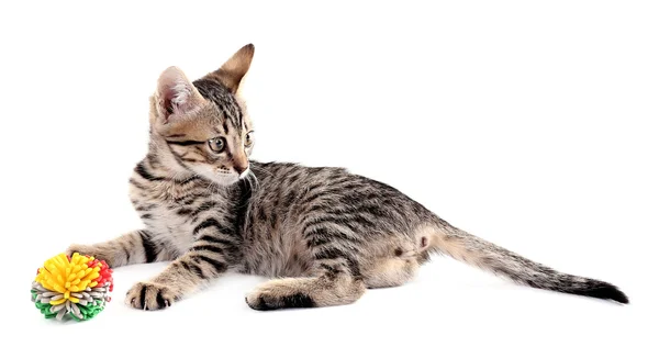 Little kitten with ball isolated on white — Stock Photo, Image