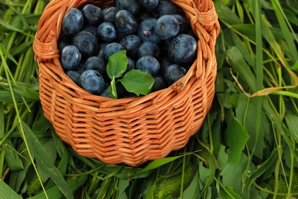 Blueberries in wooden basket on grass — Stock Photo, Image