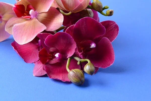 Orquídea florescendo bonita no fundo da cor — Fotografia de Stock
