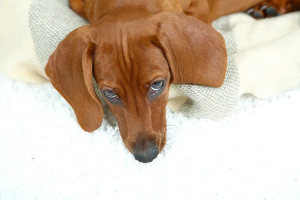 Pequeño perrito salchicha lindo —  Fotos de Stock