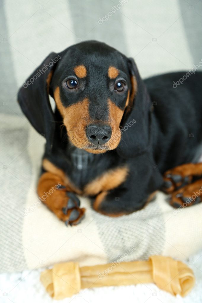 Petit Chiot Teckel Mignon Photographie Belchonock 37475647