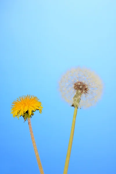 Dandelions on blue background — Stock Photo, Image