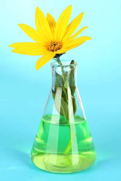 Flower in test-tube on light blue background — Stock Photo, Image