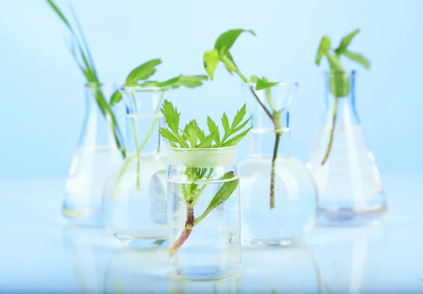 Plantas en tubos de ensayo, sobre fondo de color — Foto de Stock