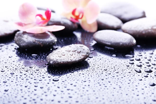 Composition with beautiful blooming orchid with water drops and spa stones, on light gray background — Stock Photo, Image