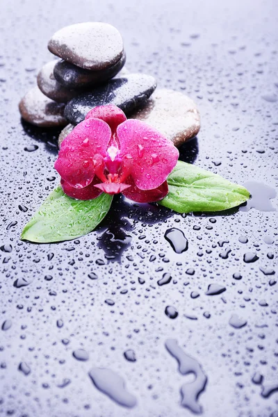 Sammansättning med vackra blommande orkidé med vattendroppar och spa stenar, på grå bakgrund — Stockfoto