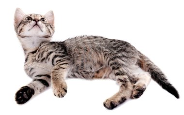 küçük kedi üzerinde beyaz izole