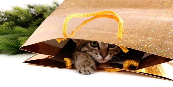 Pequeno gatinho no pacote isolado no branco — Fotografia de Stock