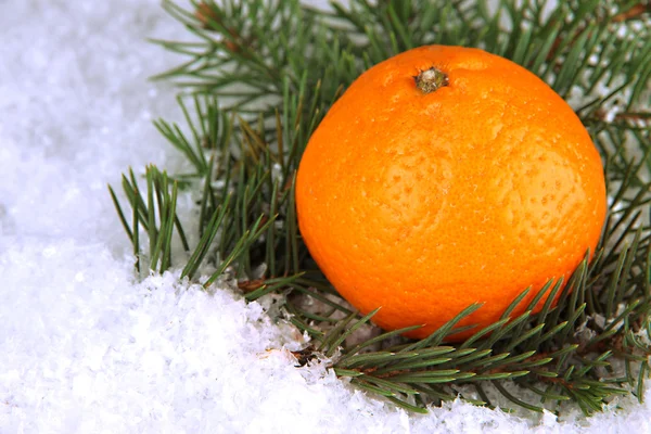 Rijp tangerine met fir filiaal in sneeuw close-up — Stockfoto