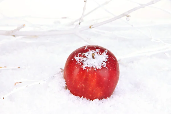 Pomme rouge dans la neige gros plan — Photo