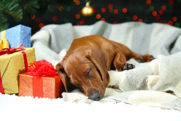 クリスマスの背景に小さなかわいいダックスフンド子犬 — ストック写真