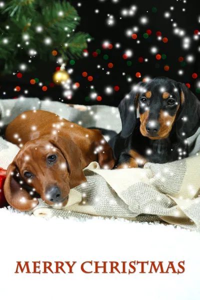 Twee teckel puppies op Kerstmis achtergrond — Stockfoto