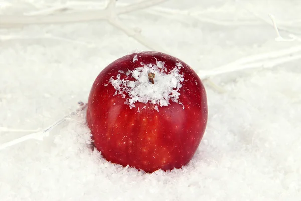 Red apple in snow close up — Stock Photo, Image