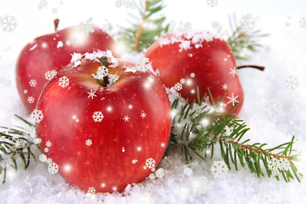 Rode appels met fir vestigingen in sneeuw close-up — Stockfoto