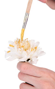 Beyaz holding eller çiçek ve üzerinde beyaz izole renkli boya