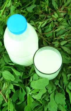 bardak süt ve şişe süt çimenlerin üzerinde