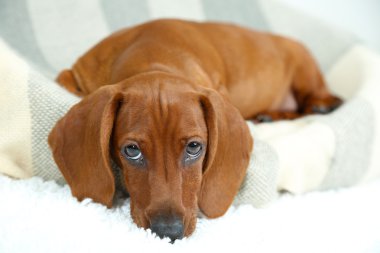 sevimli köpek yavrusu