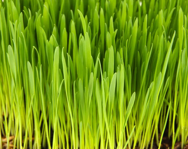 Groen gras met vruchtbare grond close-up — Stockfoto