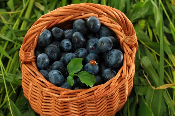 Bleuets dans un panier en bois sur herbe — Photo