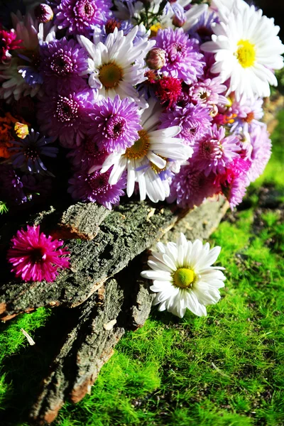 Wildflowers and tree bark on grass — Stock Photo, Image