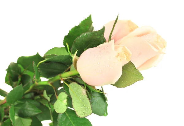 Hermosas rosas, aisladas en blanco — Foto de Stock