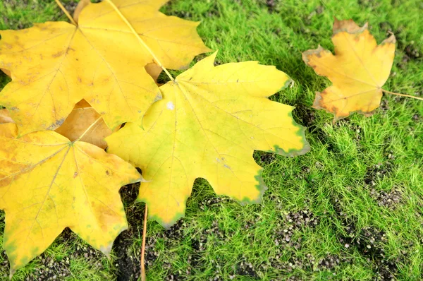 Beautiful autumn leaves on grass — Stock Photo, Image