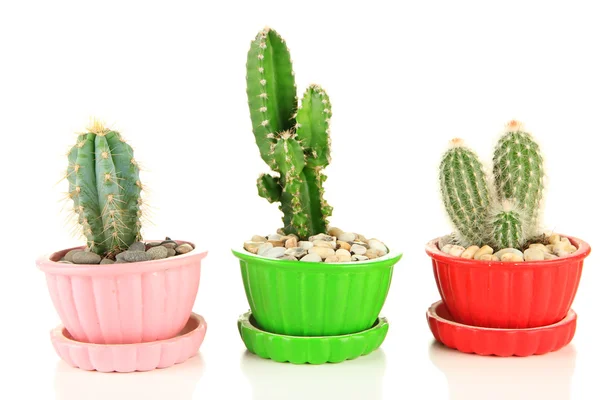 Cactuses in flowerpots, isolated on white — Stock Photo, Image