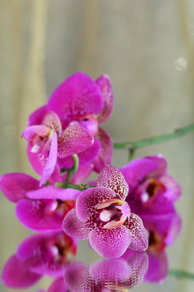 Hermosa orquídea sobre fondo púrpura —  Fotos de Stock