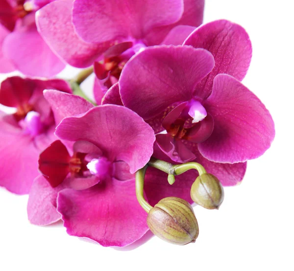 Hermosa orquídea floreciente aislada en blanco —  Fotos de Stock
