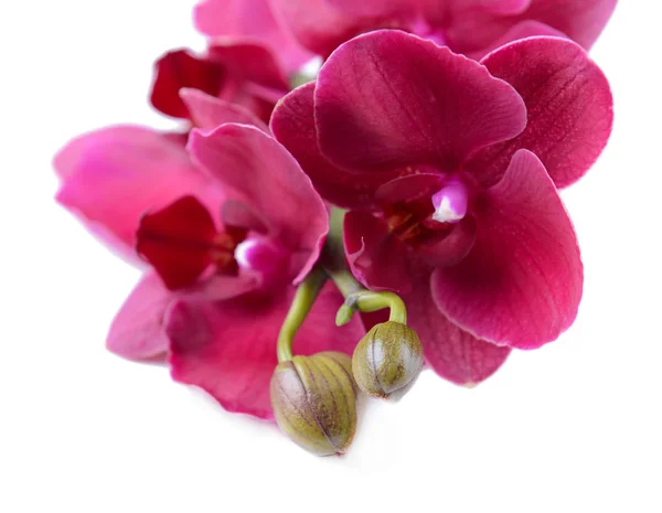 Szép virágzó orchidea elszigetelt fehér — Stock Fotó