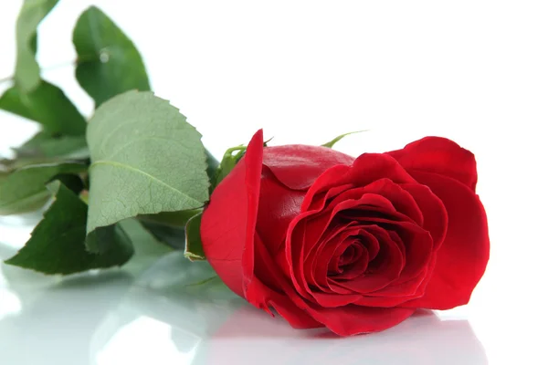 Red rose isolated on white — Stock Photo, Image