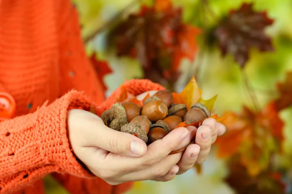 Man hands with acorns, on bright background — Stock Photo, Image