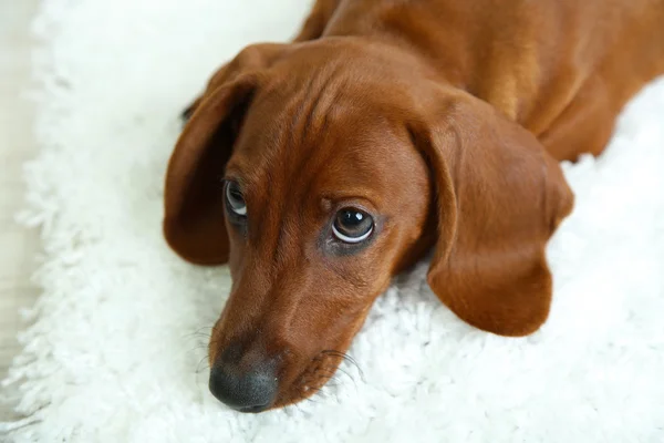 Симпатичный щенок таксы на белом ковре — стоковое фото