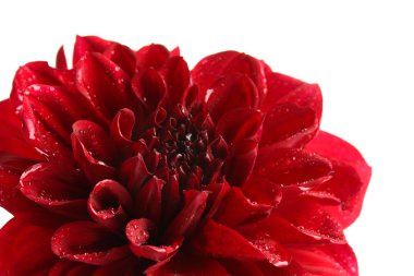 dahlia çiçeği, üzerinde beyaz izole