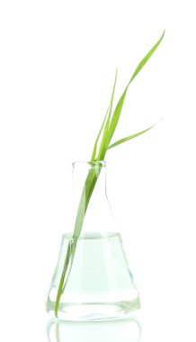 test tüpü, üzerinde beyaz izole bitki