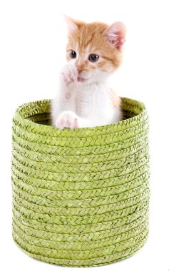 küçük kedi üzerinde beyaz izole hasır sepet