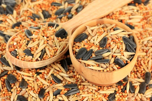 Food for parrots close-up — Stock Photo, Image