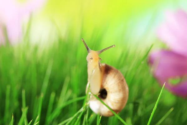 Mooie slak op groen gras, close-up — Stockfoto