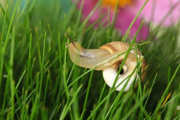 Caracol bonito na grama verde, close-up — Fotografia de Stock