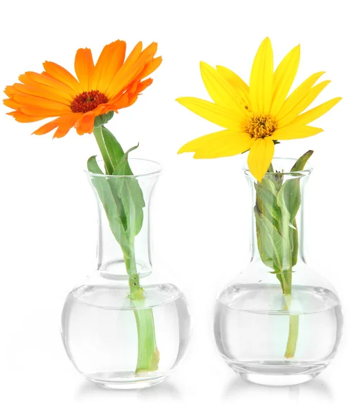 Flores en tubos de ensayo aislados en blanco — Foto de Stock