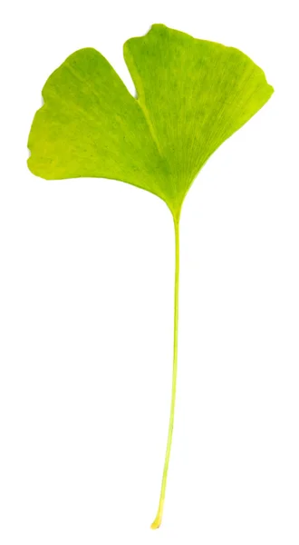 Ginkgo biloba liść izolowany na białym — Zdjęcie stockowe