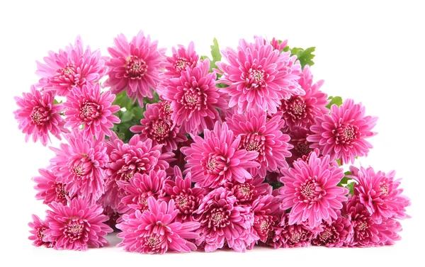 Аромат розовой осенней хризантемы изолирован на белом — стоковое фото