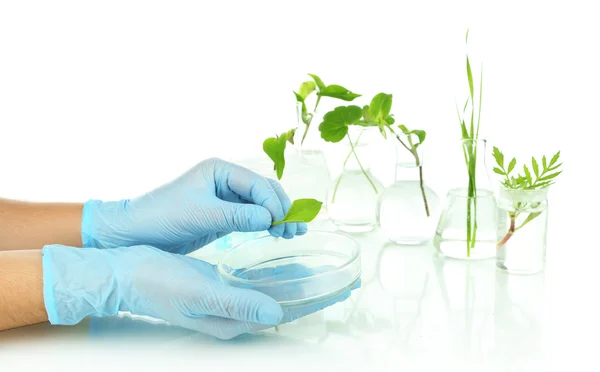 Plantas en tubos de ensayo, aisladas en blanco — Foto de Stock