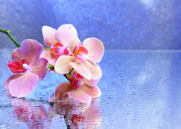 Beautiful blooming orchid with water drops on light color background — Stock Photo, Image