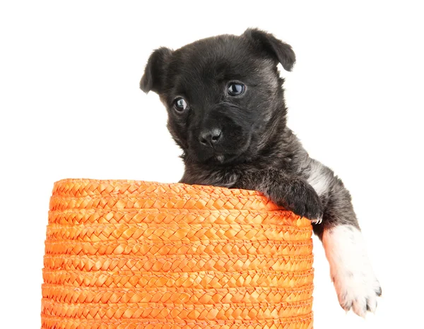 Cute puppy in basket isolated on white Stock Picture