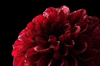 siyah üzerine izole dahlia çiçeği